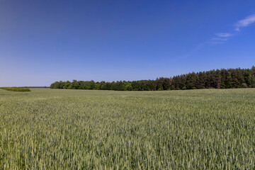 a new wheat crop in a field near the forest