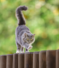 A cute fluffy cat walking on a wooden palisade fence and looking intently 