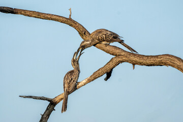African grey hornbill (Lophoceros nasutus) males fighting in the first warm light of the day in...