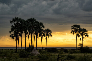 Landscape with palm trees at sunset. A thunderstorm is building up above the palm trees at sunset...