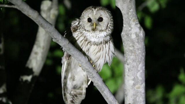 Ural Owl (Strix uralensis fuscescens) in Japan