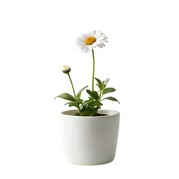 BARBERTON DAISY in minimalist white pot isolated on transparent background. AI Generative