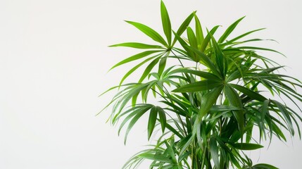 Fototapeta premium A potted palm plant against a clean white background, portraying simplicity and the beauty of indoor green spaces.