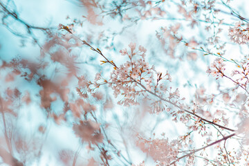 벚꽃 cherry blossom