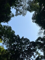 looking up to the sky
