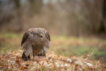 The hawk (Accipiter gentilis) is a medium-sized predator species in the family Accipitridae.