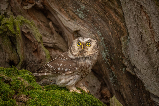 Boreal owl (Aegolius funereus) is small owl. In Europe, it is typically known as Tengmalm's owl after Swedish naturalist Peter Gustaf Tengmalm or, more rarely, Richardson's owl.