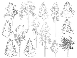 Set of coniferous and deciduous trees for architecture and landscape design, line drawing, contour. Vector illustration