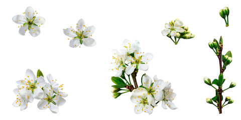 Set of wild cherry flowers, branches, buds and inflorescences on an isolated transparent...