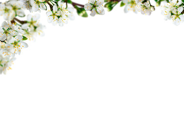 Frame / border of white wild cherry flowers, selective blur effect on a neutral isolated...
