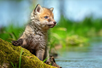 Fototapeta premium Red fox, vulpes vulpes, small young cub in forest