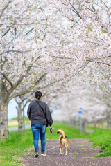 綺麗に咲き誇る桜を見ながら愛犬と散歩する女性