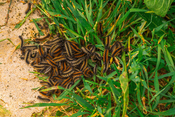 Fluffy silkworm caterpillars. Cause allergies