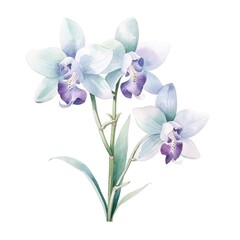 Peacock orchid flower watercolor illustration. Floral blooming blossom painting on white background