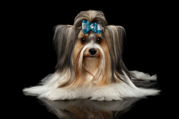 Yorkshire Terrier Dog Lying on Isolated Black Background with Reflection