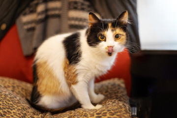 Tricolor cat close-up portrait indoors
