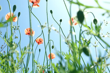 flowers in grass