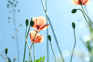 poppy flowers on sky