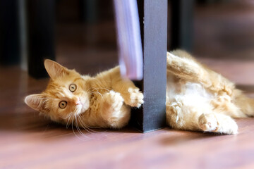 Portrait of Playful Ginger cat lying, play time © Nataliya