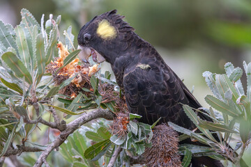 Close-up of a female Yellow-tailed black cockatoo (Zanda funerea) feeding on native Banksia Serrata fruit, in Sydney, Australia; beak open and tongue visible while preparing to bite.