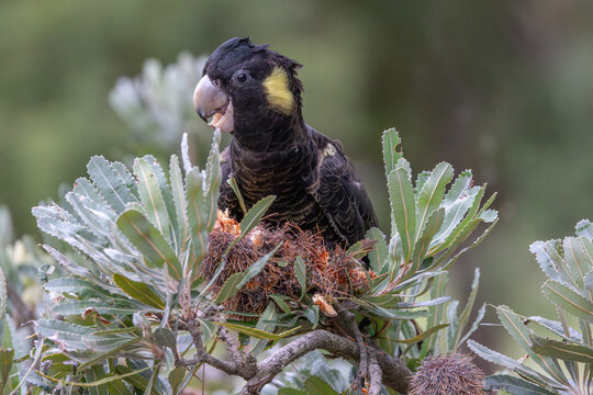 A female Yellow-tailed black cockatoo (Zanda funerea) feeding on native Banksia fruit, in Sydney, Australia. The cockatoo is alert, looking at camera.