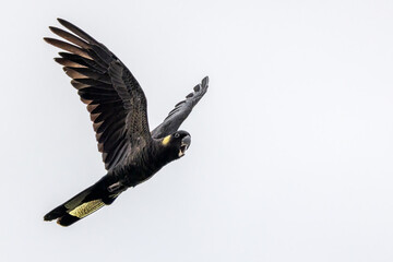 Yellow-tailed black cockatoo (Zanda funerea) in flight, calling with beak open, against white background. Plenty of copy-space.