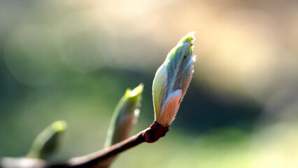 blossoming bud on a tree in the forest