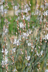 Hollow-stemmed asphodel flowers