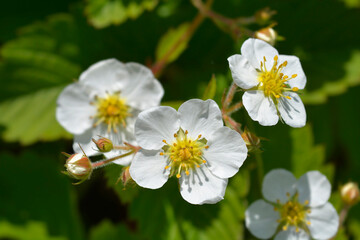 Green strawberry flwoers