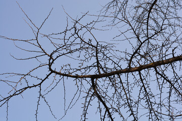 Ginkgo tree branches in winter