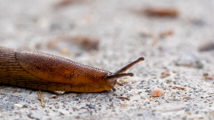 slug on a forest path in
