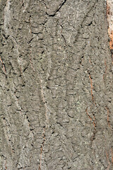 Purple-leaved Plum bark detail