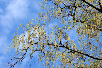 Common birch in the spring