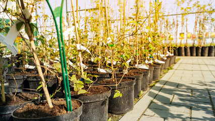young plant seedlings in a plant nursery
