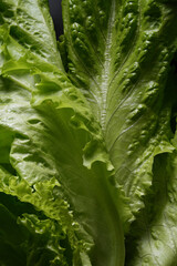 Texture of a young fresh lettuce leaf, macro shot.