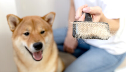 Grooming and combing the fur of a Shiba Inu dog