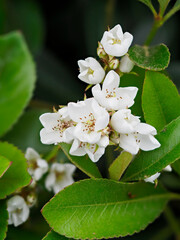 シャリンバイの白い花
