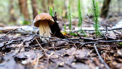 beautiful mushrooms in a forest clearing in the sunlight
