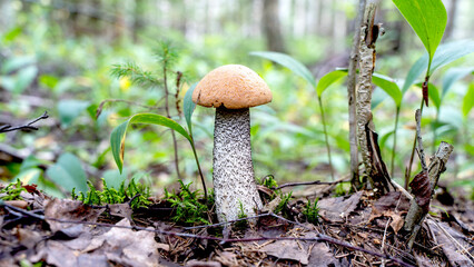 beautiful mushrooms in a forest clearing in the sunlight