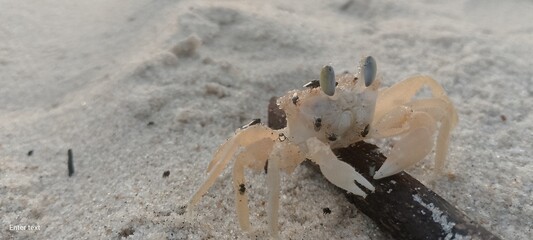 crab on the beach