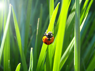 Ladybug on green Grass. Bright red ladybug on blade of green grass