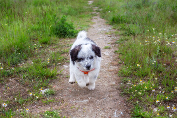 Puppy running in the grass, close up portrait
