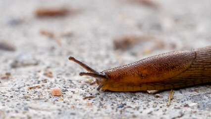 slug on a forest path