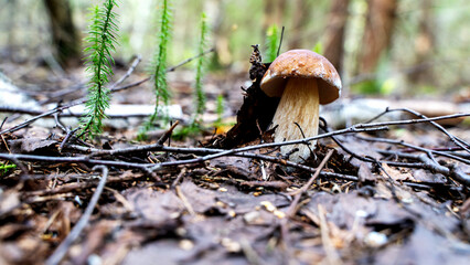beautiful mushroom in a forest clearing