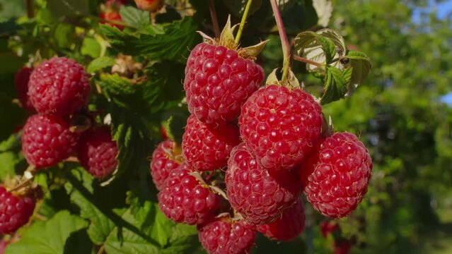 Panorama of a ripe juicy raspberries on the branch on the background of a blue sky. High quality 4k footage