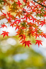 Koishikawa Korakuen Gardens
