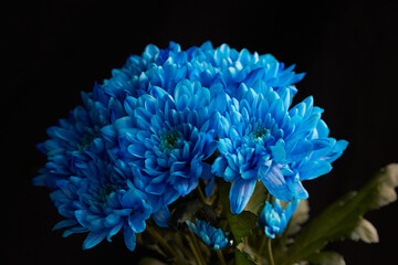 Blue chrysanthemums on a black background, blue flowers on a black background in bright light, bouquet of blue flowers on a black background