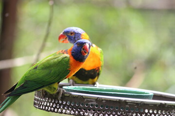 blue and yellow macaw Green parrot - colored parrot - red parrot - yellow parrot