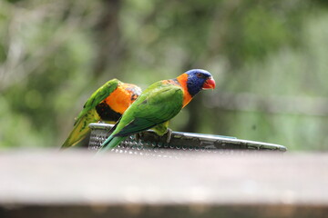red and green parrot Green parrot - colored parrot - red parrot - yellow parrot