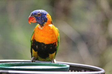 red and yellow macaw